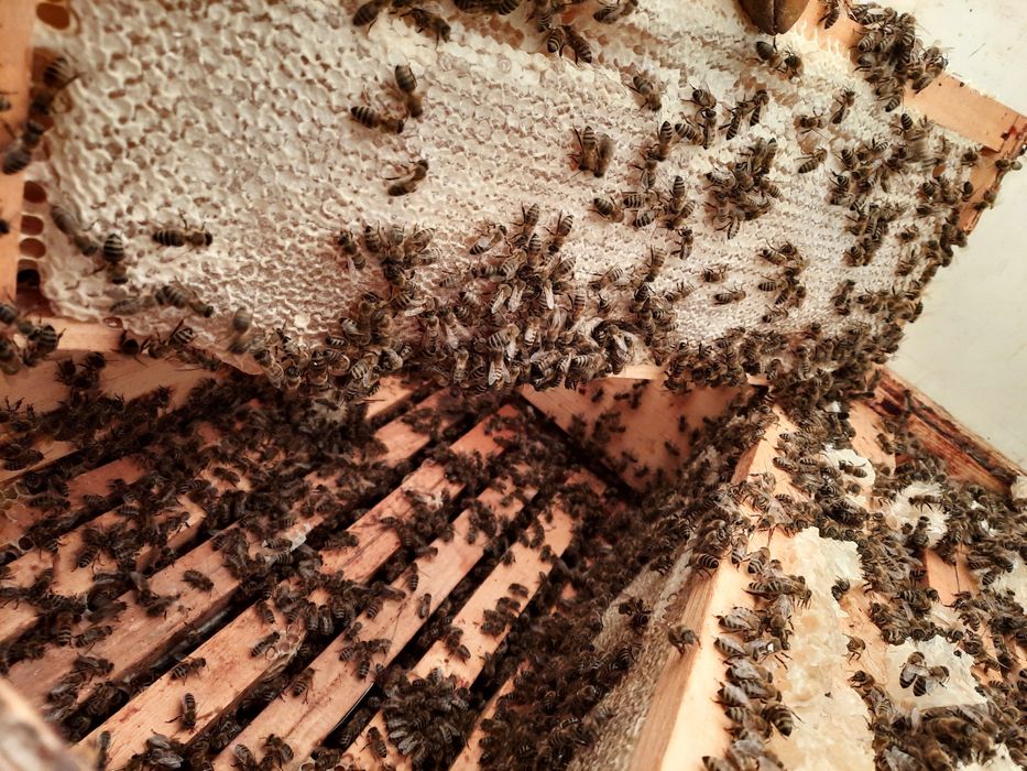 Miere certificată ecologic