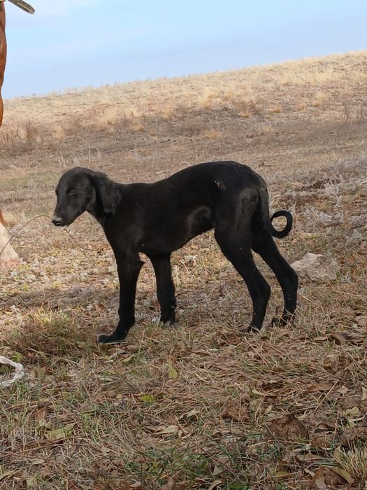 Продам щенка породы тазы