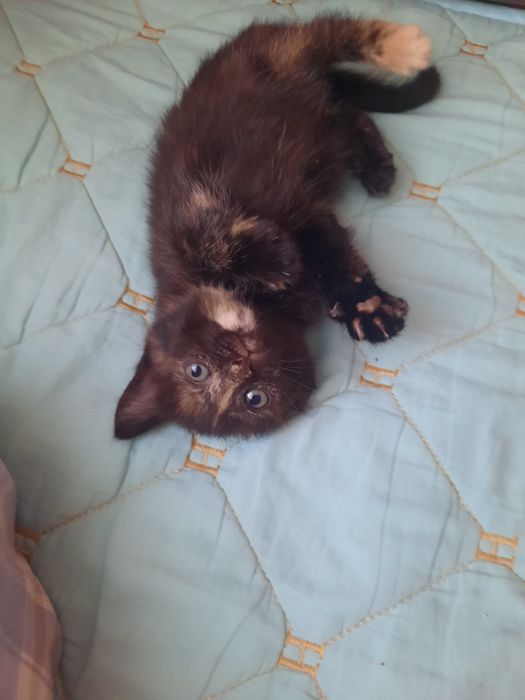 Отдам котят бесплатно