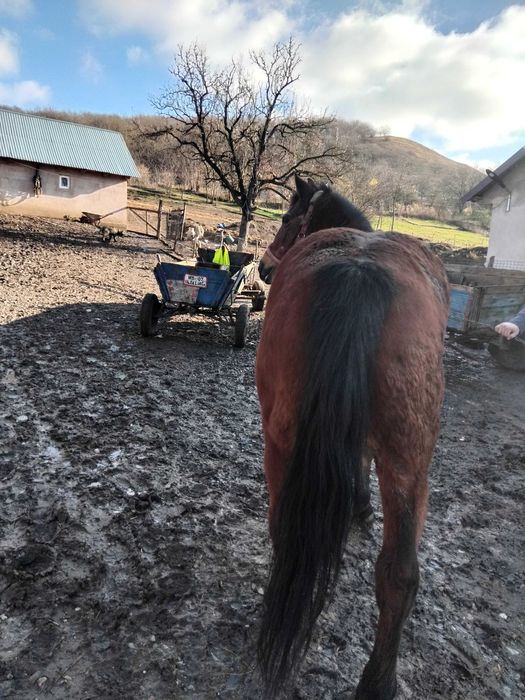 Iapa grasa pt abator