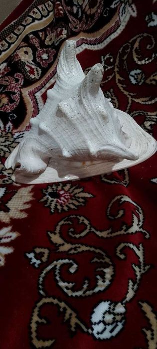 Большая морская ракушка