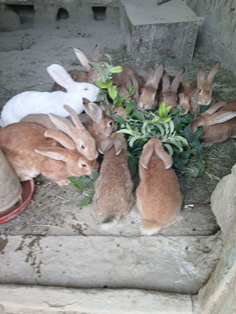 Quyonlar soĝlom narxi kelishiladi