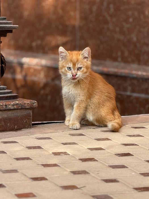 Шотландский страйт котенок продается