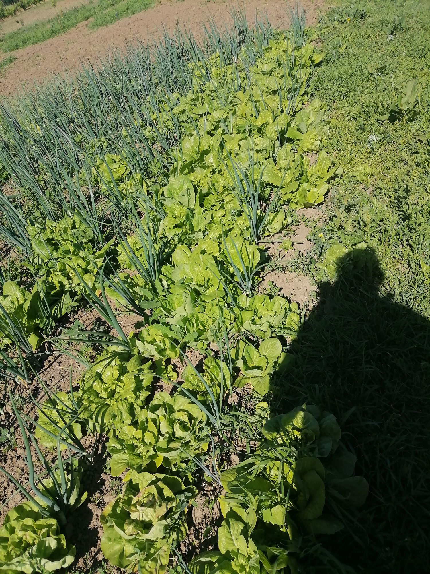 Salata verde de vânzare