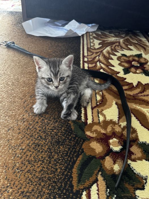 Котята породистые, мама скотиш страйт, папа серебристая шиншила.