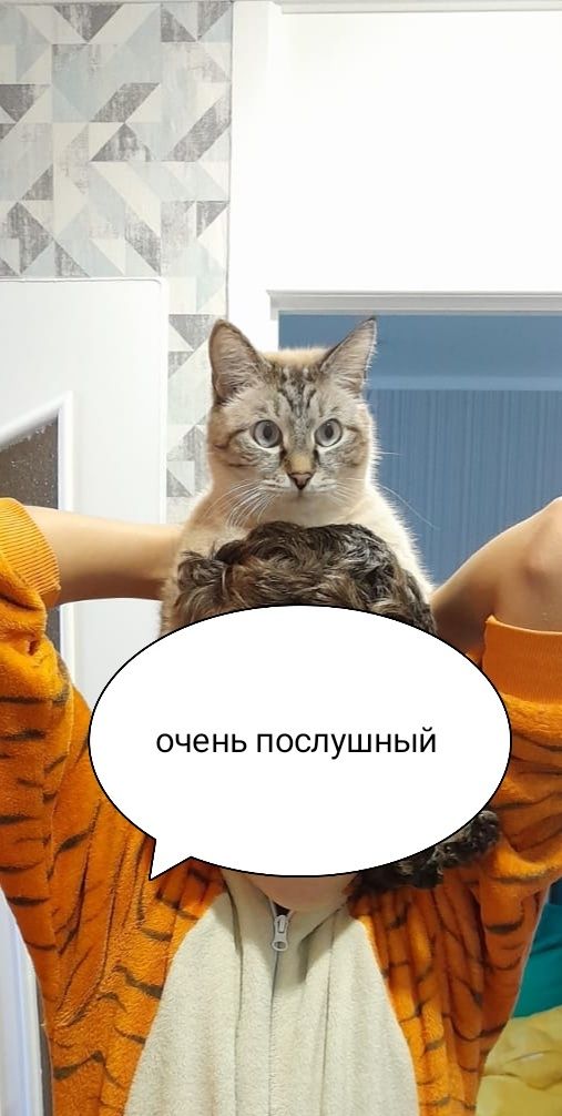 Отдам кота в заботливую и хорошую семьюв в связи с переездом