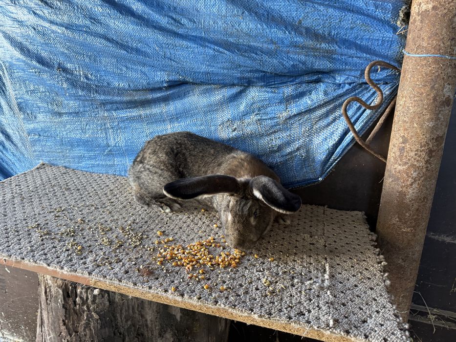 Disponibil 3 femele urias german