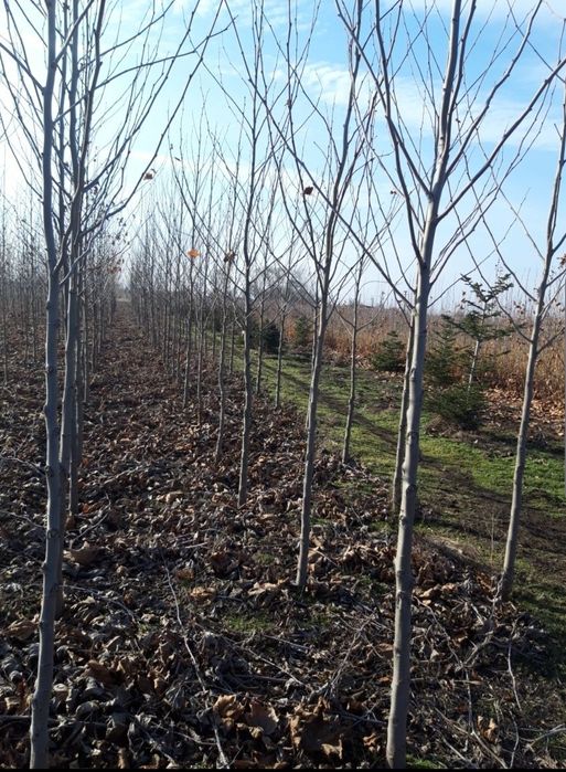 Copaci ornamentali mesteacăn alb/tei / Platani/stejar Distribuim in ta