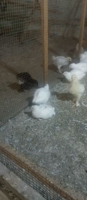 Торг имеется а также могу вывести цыплят