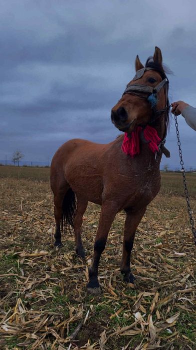 De vânzare mânzat de 1 an jumate