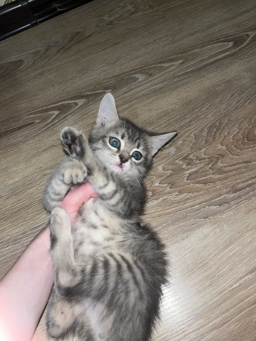 Отдам котенка в добрые руки, мальчик