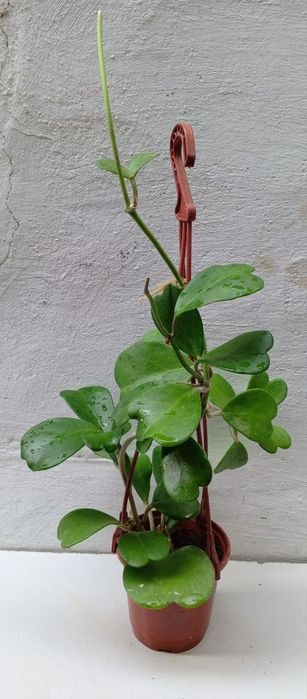 Хойя Керри («зеленое сердце» или «валентинка»). Экзотические цветы