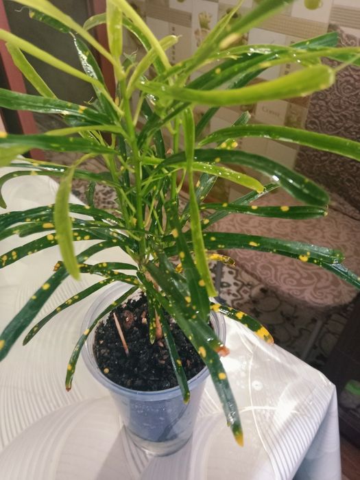 Кодиеум пёстрый или кротон