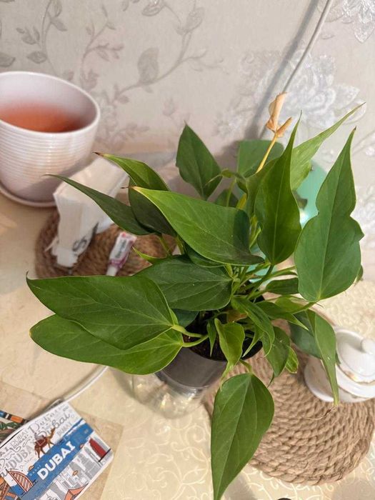 антуриум густой комнатное растение мужское счастье