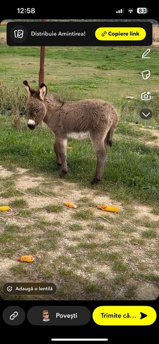 Magarita cu pui de vanzare