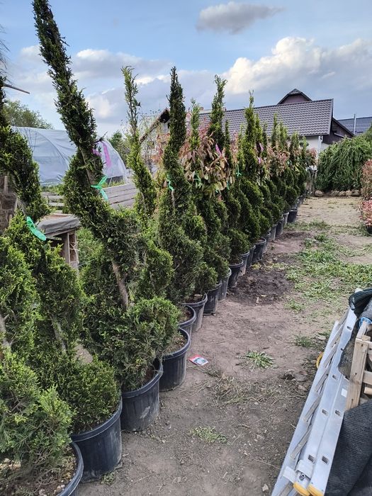 Tuia spirala leylandii diferite dimensiuni