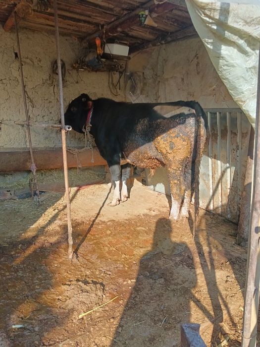 Наввос сотилади Пастдаргом Камолот махалла