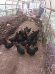Ouă pentru incubat Australorp Negru Bragadiru ILFOV