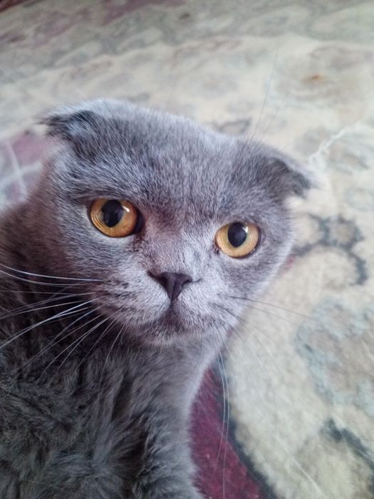 Mushuk sotiladi qiz bola