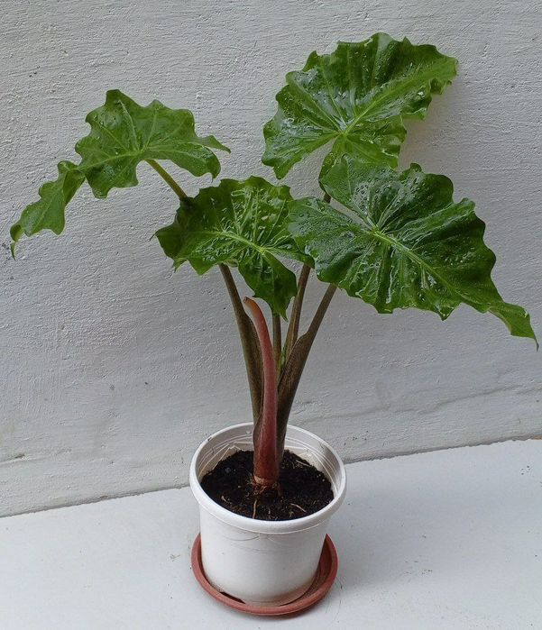 Алоказия Лоу Райдер (Low Rider). Экзотические цветы для дома и офиса