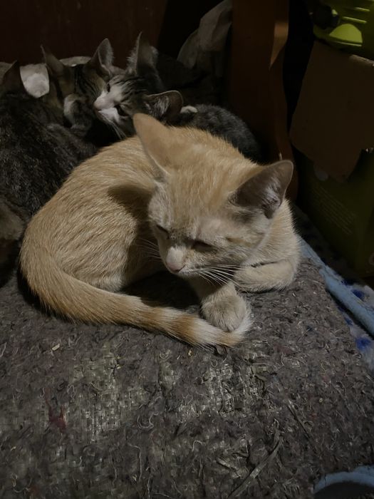 отдаю котят в добрые руки