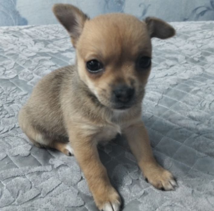 Продам щенка чихуахуа той терьер помесь