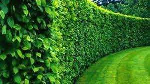 Ligustrum Vulgare ...Gard Viu