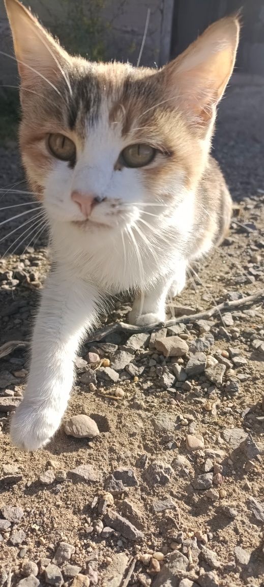 Котенок кошка кот девочка мысык
