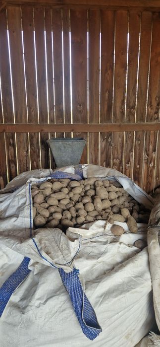 Cartofi pentru animale