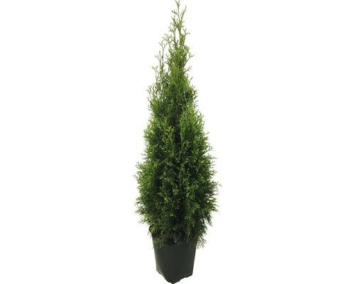 Tuia Smaragd la Ghiveci