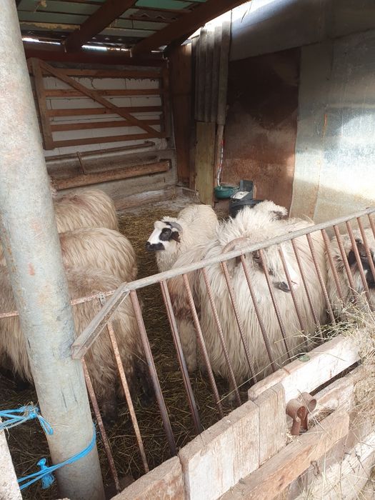 Vand o stramioara și 2 miele