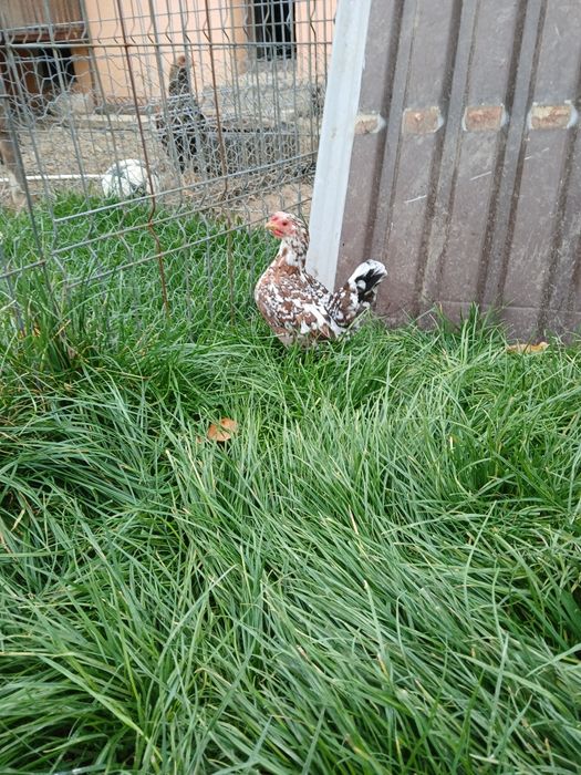 Găini și cocoși de rasă