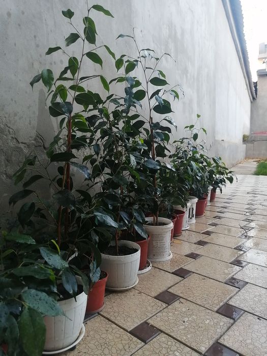 Фикус  бенжамина