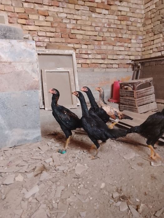 Зот корейский кулангилар сотилади