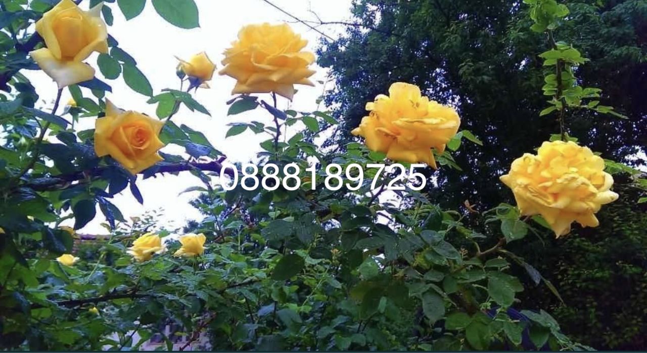 Продава се Къща в Правец - 1390 кв.м за 180 €/кв.м - Снимка #4