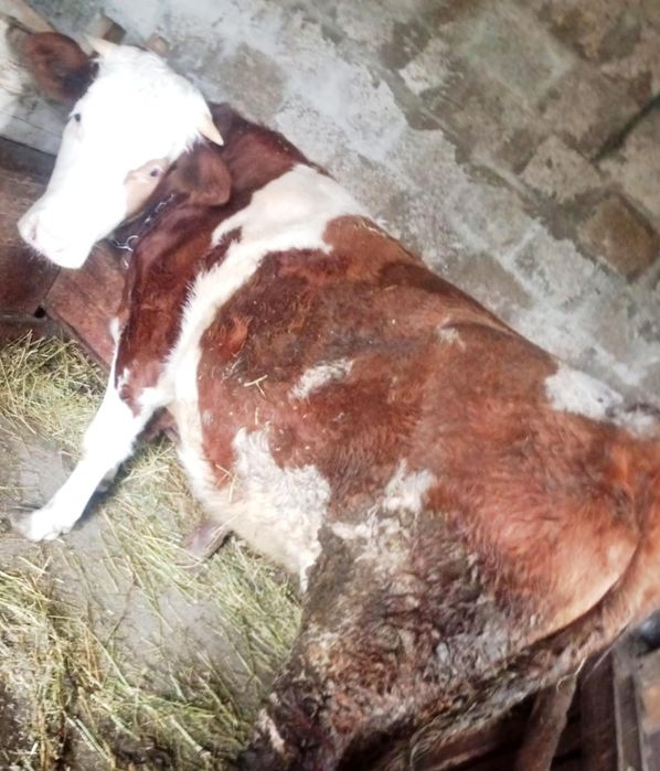 Junica baltata românească