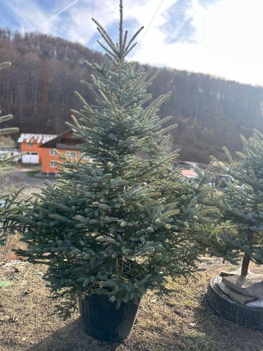 Molid argintiu/ brad