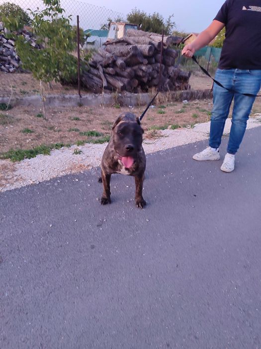 Продава се Преса канарио