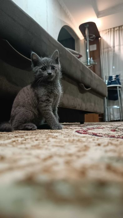 Отдам котенка шустрого