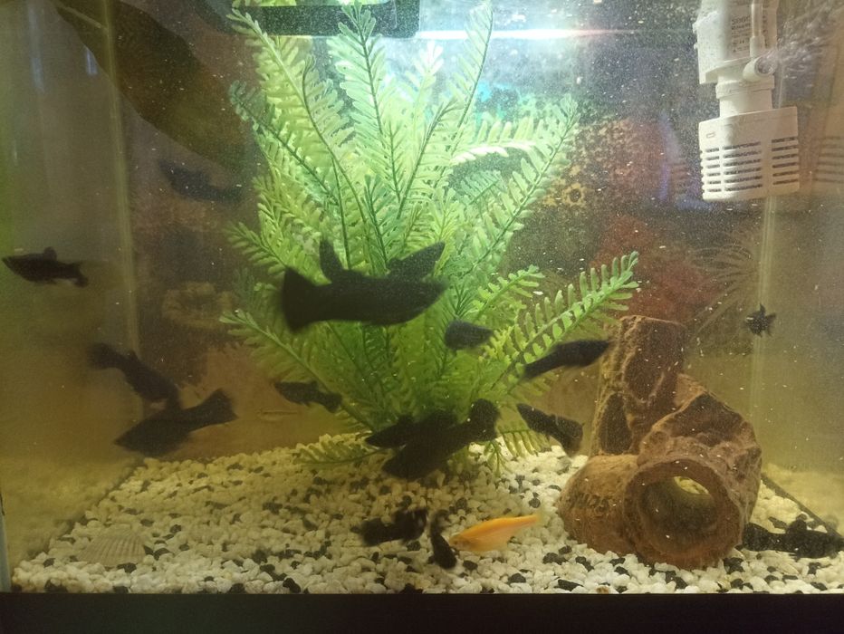 Аквариумные рыбки