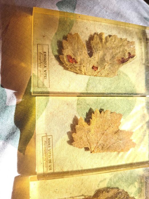 Set vechi preparate botanice didactice – frunze în rășină anii ‘70-‘80