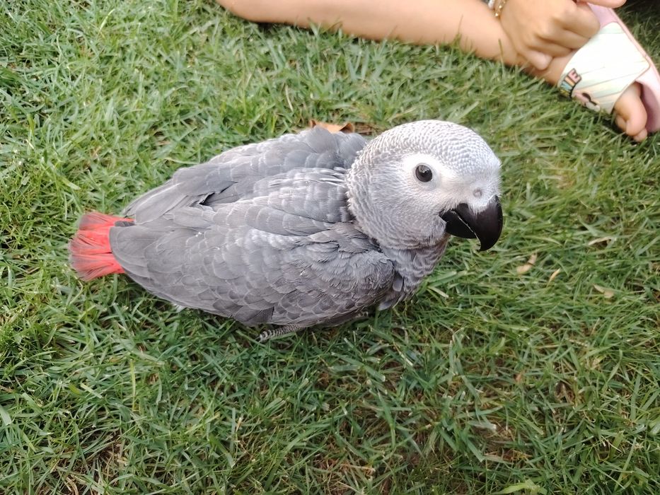 Schimb pui papagal Jako 3 luni mascul !