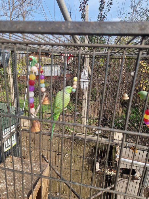 Papagali Micul Alexandru