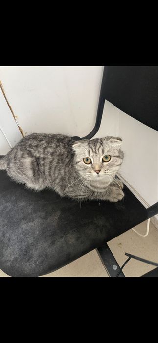 скоттиш-фолд кошка