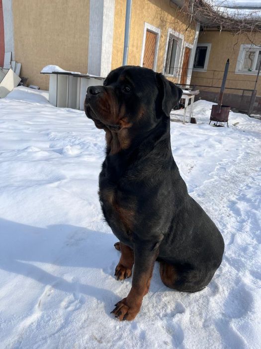 Ротвейлер на вязку