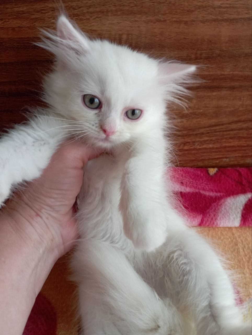 Белоснежный котёнок мальчик 3 мес.