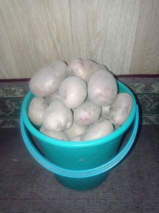 Продам  дачный картофель