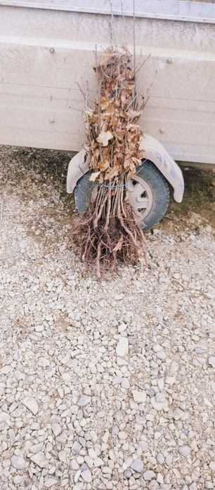 puieți forestieri pentru ampadurire pentru terenurile degradate