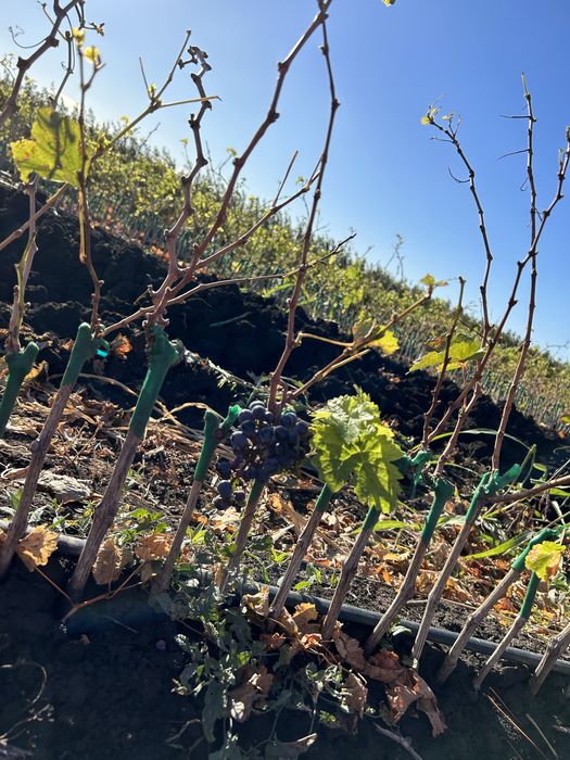 Vita de vie altoita si hibrida