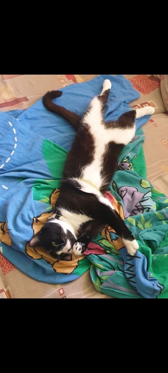 подарявам котка безплатна